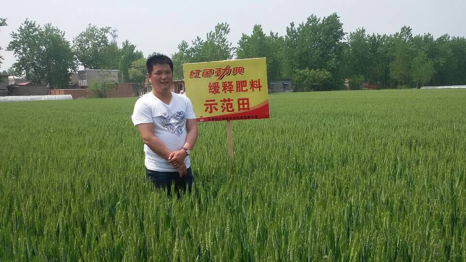 樱桃视频大全免费缓释肥示范田(2)