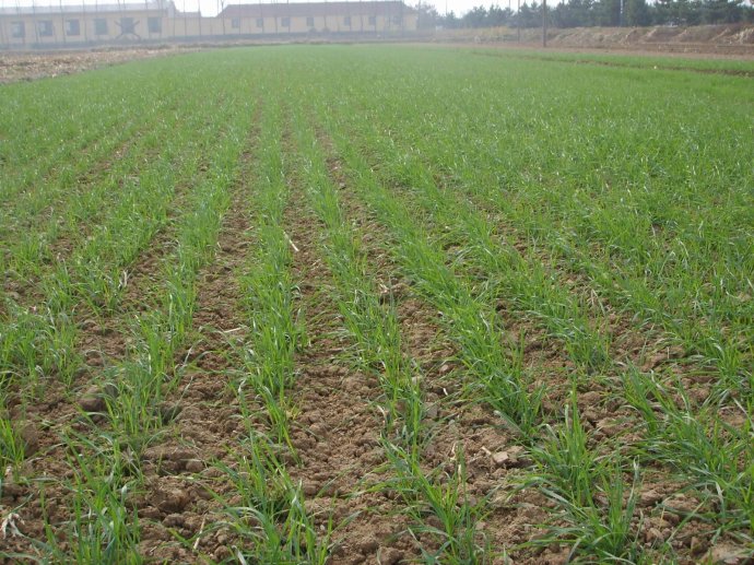 樱桃视频黄色片施用樱桃视频大全免费樱桃视频黄色片樱桃污视频在线观看！苗期不旺肥，后期不脱肥！