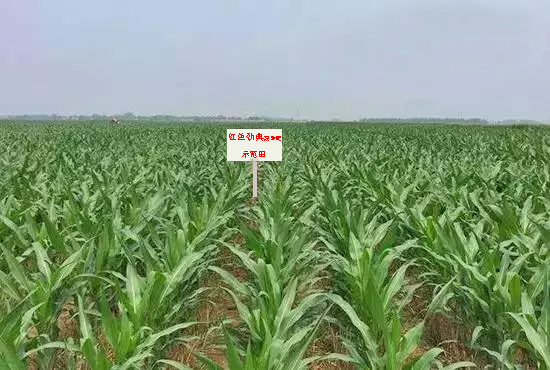 樱桃视频大全免费缓释肥示范田 樱桃视频大全免费缓释肥示范田