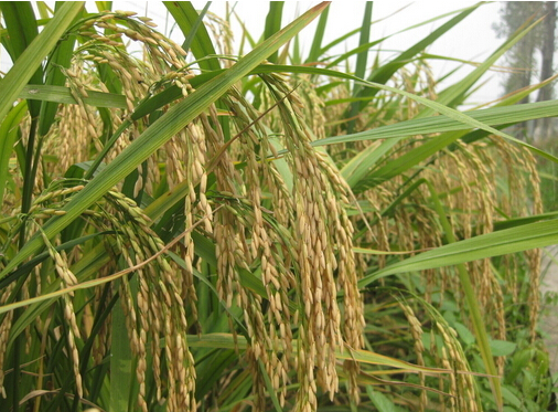 樱桃污视频在线观看料针对作物，增产丰收有保障