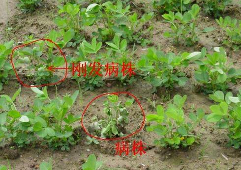 花生常见病虫害及防范措施！